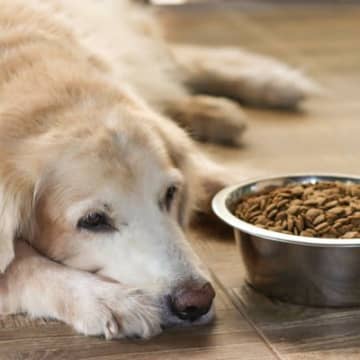 【獣医師執筆】167頭14ヶ月追跡…「犬の手作り食」長期的健康効果を科学的に検証