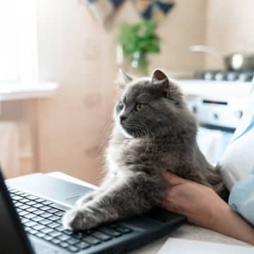 【獣医師執筆】自宅で相談できる時代へ…猫の「オンライン診療」活用ガイド