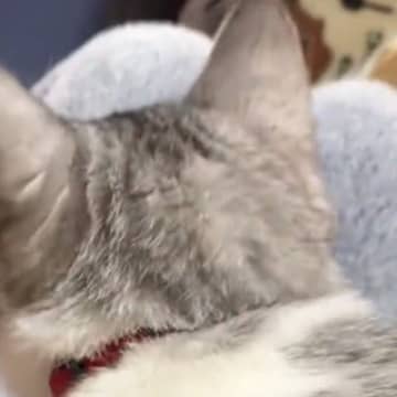 お風呂上がりにアイスを食べていると…愛猫が絶対に行う『まさかのルーティン』が尊すぎると193万再生「たまらなく可愛い」「羨ましい」