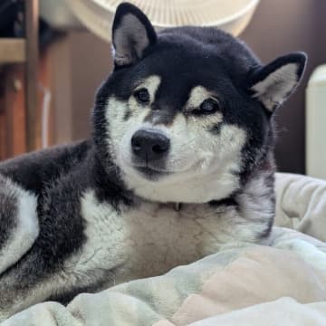 「本当に嬉しそう」ファンヒーターをつけてもらった柴犬の顔の変化にほっこり