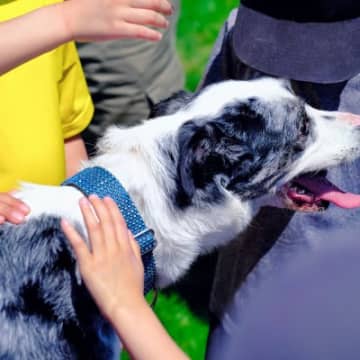 犬との外出で『撫でていいか』聞かれたときのNG行為4選　起こり得るトラブルとは？
