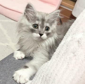 足の間から“ひょこっ”と顔を出していた子猫が、2才目前で“もっふり大猫”に！　成長ぶりにほっこり