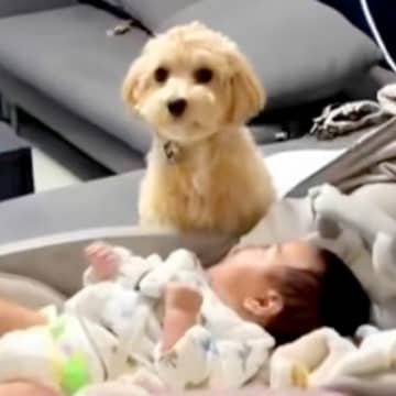 赤ちゃんが大好きな犬の『夜の過ごし方』を見てみた結果→まるでお兄ちゃんのような『ナイトルーティン』に反響「仲良し」「可愛すぎる」