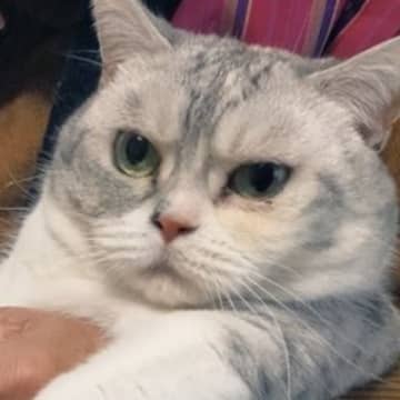 おばあちゃんに爪を切られるネコ→『表情』を見てみると…『どう見ても諦めている様子』が98万表示「可愛い図」「信頼度200パーセント」