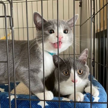 人懐っこさに心をつかまれて迎えた兄弟の保護子猫　4年後、「気づけば生活の中心」に