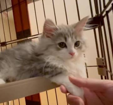 子猫の前足を優しく“にぎにぎ”していたら→そのままスヤァ　眠りに落ちる瞬間が愛おしすぎる！