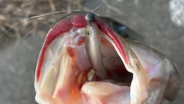 「何歳になっても心が震える」初バスはいつまで経っても緊張する…。真冬に複数キャッチした釣り方を紹介【週刊ササカツ無双】