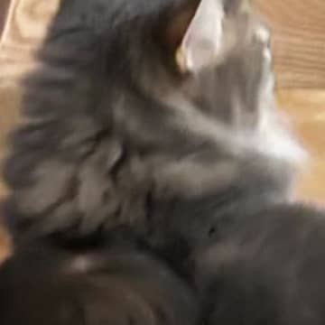 猫と一緒に育った赤ちゃん→『猫流のあいさつ』を覚えた結果…あまりにも素敵な『尊い瞬間』に11万いいね「全てがかわいい」「キュンときた」