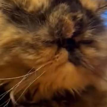 猫が『毛づくろいしている』と思ったら……ニヤけずにはいられない光景が13万表示「四十肩かなｗ」「可愛すぎるｗ」とSNSで反響