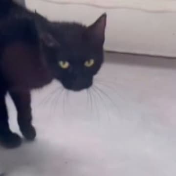 冷え込んできた頃、ベランダに来るようになった『やせ細った野良猫』…保護された後に見せた『表情』に「全然違う」「愛だね」と感動の声