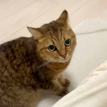 初めてコタツを見たネコ→警戒してしまい…予想とは違う『意外なリアクション』が話題「思ってたんと違う反応ｗｗｗ」「暖かくて最高なんやで」