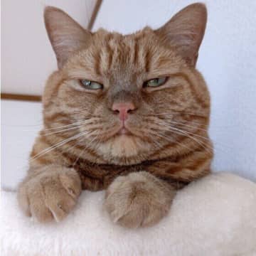 猫にじとーっと見つめられたら？　猫が“ジト目”をする理由を獣医師に聞いた