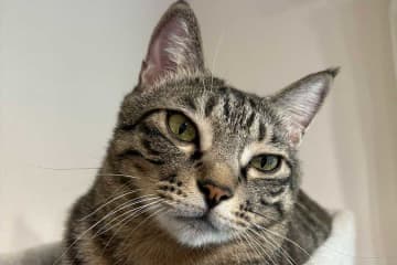 「今日から仕事始めの妻に朝からベッタリでした」　元保護ねこが「行かないで！」→必死で引き止める姿に10万“いいね”