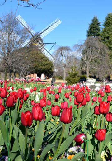 冬咲きチューリップ、色とりどり4万株　ふなばしアンデルセン公園