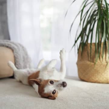 犬がシャンプー後、体を床に擦りつける理由5つ　あちこちにスリスリするのはなぜ？対処法まで