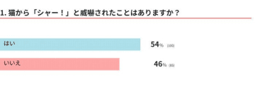 猫から「シャー！」されたらどう返す？「シャー」の意味を獣医師に聞いた！