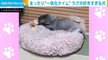 短い前足で勢いよくダイブ！ラグと一体化するペキニーズに「凄いジャンプ力」「ムササビかと思った」など反響