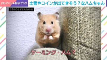 コインやキノコが出てきそう？ハムスターのゲーム中のような“横スクロール姿”に「壁歩きだあああ!!!」「忍者みたいな歩き方して可愛い」と反響