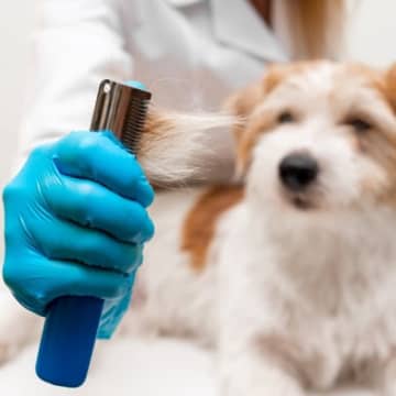 犬の『抜け毛が増えた』と感じたときの危険なサイン５選　主な原因まで解説