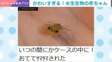おててツマツマ！小さなカニの赤ちゃんに反響「可愛すぎる」「人間の手から何食べてるんだろう？」