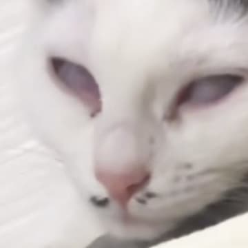 白目になって『爆睡し始めた猫』→心配したお父さんが……母爆笑の『慌てぶり』に「夜中に見たらダメなやつｗ」「おかえりで吹いた」の声