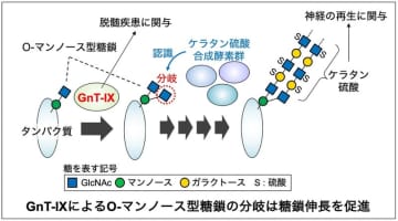 脳の糖鎖が伸びる仕組みを解明