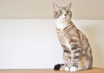 「猫いなかったら100%離婚」「うちも！」落語家・春風亭一蔵と水谷アナが意気投合？