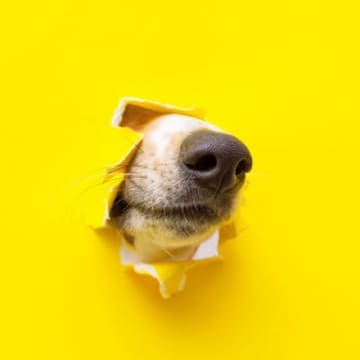 犬が狭いところに鼻を突っ込みたがる『5つの理由』隙間を気にする心理や注意点までご紹介