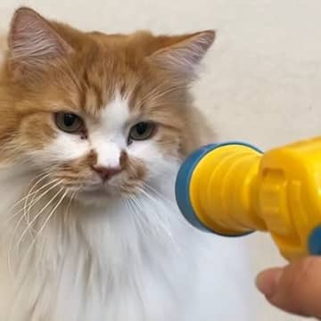 ふわふわのボールが飛ぶおもちゃで『猫』と遊んでいたら…『想定外すぎる展開』に爆笑する人続出「動くクリスマスツリーｗ」「可愛すぎるｗ」