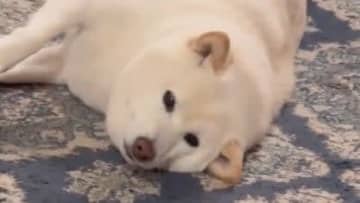 「あざとい」柴犬が“ぬくぬく”をおねだりする姿が話題！器用に足を使う様子や熱い視線を送る様子に「超かわいっ」【激かわアニマル奇跡の瞬間】