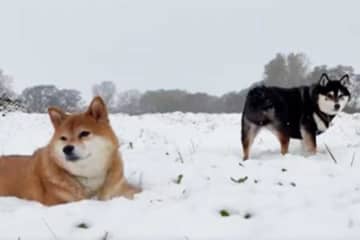 「後ろのいぬは…サボってるってことでおけ？」　マイナス15度の雪道を散歩する柴犬　必死に道を作る赤柴と後ろの黒柴の対比が話題に　「全力サボりですね」