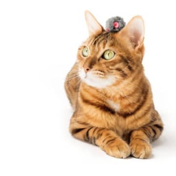 猫との暮らしにおける『今と昔の違い』5つ　健康管理や生活環境など大きく変化したこととは
