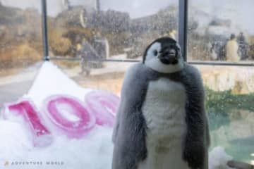エンペラーペンギンの赤ちゃん100日齢を迎え初めてのお散歩に成功