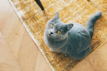 猫の手作りごはんは絶対に妥協できない…物価高に直面する愛猫家が編み出した、節約生活でも「心が貧しくならない方法」【読者体験談】