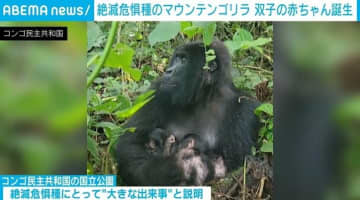 マウンテンゴリラの双子の赤ちゃん お母さんの胸にピタッ 絶滅危惧種にとって「大きな出来事」コンゴ民主共和国