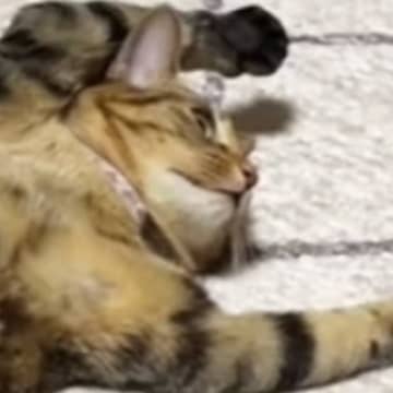 静かだなぁと居間を覗いてみたら……2匹の猫が見せた『まさかの格好』が184万再生「来世は家猫になりたい」「やる気出ないときあるよね」