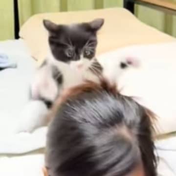 髪にじゃれついてくる『子猫』→飼い主さんが振り返ると……微笑ましすぎる光景が10万再生「だるまさんが転んだｗ」「自然と笑顔になれるｗ」