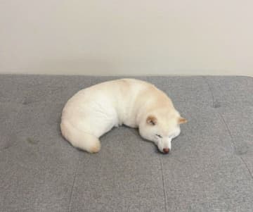 手足をすべて収納して“カシューナッツ”のような姿で眠る柴犬　肌寒い日に見られる寝姿に28万いいねが集まる