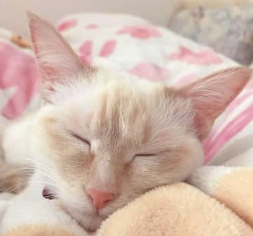 「まるで“笹かまぼこ”」と話題　工事現場で保護された子猫→7才になった姿が可愛すぎる！