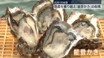 2年もの「能登かき」の収穫始まる　地震を乗り越え　石川・穴水湾