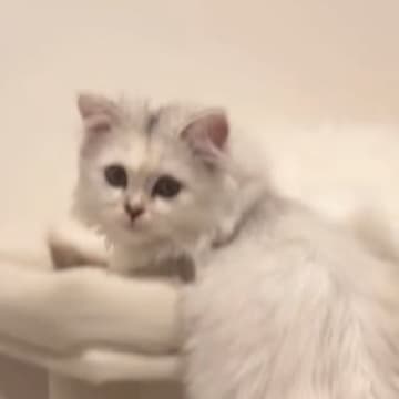 お姉ちゃんと『一緒に寝たい妹猫』→場所がなかった結果…尊すぎる『健気な行動』が14万再生「反則級の可愛さ」「一緒が良いよねぇ」