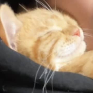 寒い日、子猫が『暖を取る場所』として選んだのは……『幸せすぎる瞬間』が21万再生「winwinだね」「ふたりとも可愛いｗ」と話題