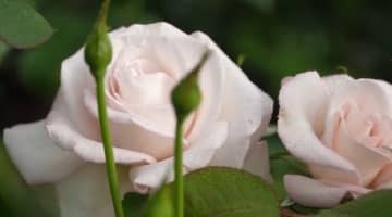 中国で開発された新種のコウシンバラにネットユーザーのおじさんの名前！？