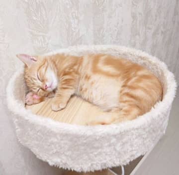 小さなスペースにすっぽり収まっていた生後4カ月の子猫→約1年後、体がはみ出るほど大きく成長した姿にほっこり！