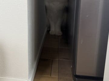 扉の奥でショックな表情を浮かべる猫に2万いいね。「ごめん」哀愁ただよう姿に飼い主さんも思わず謝罪