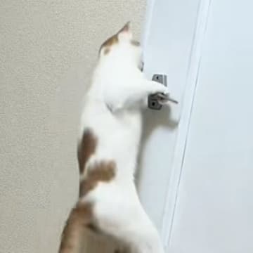猫が飼い主さんの行動を見て『学んだ』結果→ドアの前で……目を疑う光景に「すごすぎ」「人間が転生したかも」「頭良いよね～」とSNSで反響