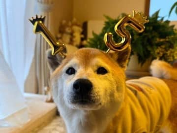 柴犬マロたん、15歳の誕生日を迎えて思うこと。「もう15歳…」の先にある気持ちと小さな夢が叶った話。