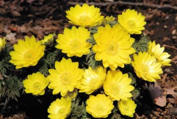 1月10日の花とは？【366日の誕生花と幸せの花言葉】