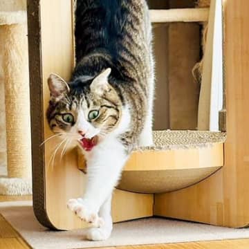 『虎の屏風かと』ハウスからでてきた６歳のネコ→あくびをした結果…『迫力ありすぎる光景』が41万表示「強そうだねｗ」「ガオーッ」