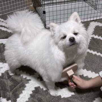 犬の抜け毛のお悩み・問題を解決！犬の抜け毛の正しいお手入れ方法とは